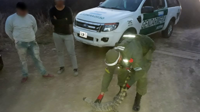 Transportaba un yacaré overo en un vehículo