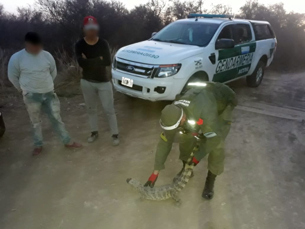 thumbnail_yacaré overo3.jpg