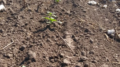 El girasol en tiempo de descuento