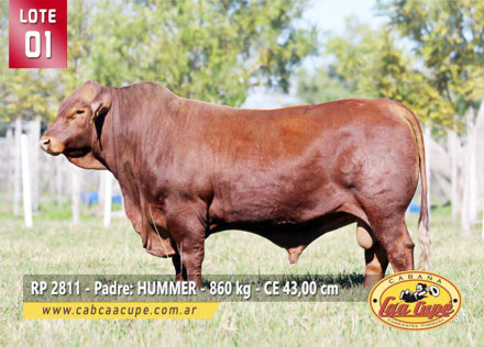 lote1.jpg