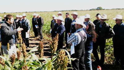 Sorgo: alternativas para su expansión en el NEA