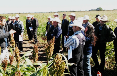 Sorgo: alternativas para su expansión en el NEA