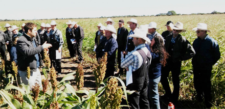 sorgo.jpg