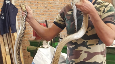 Refugio Salvaje rescató a una curiyú de un galpón en Barranqueras