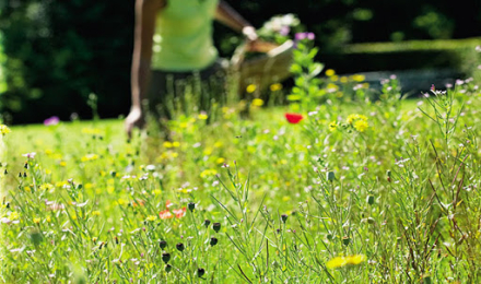 jardin.jpg