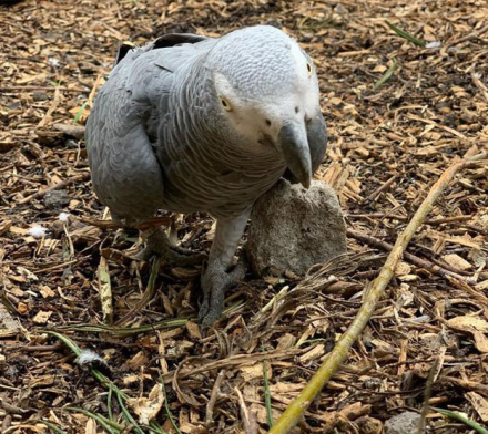 loro2.jpg