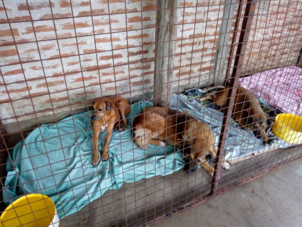 perros4.jpg