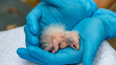 Nacieron 3 guacamayos rojos silvestres en el Parque Nacional Iberá luego de 150 años