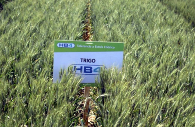El trigo transgénico divide opiniones en productores y técnicos chaqueños