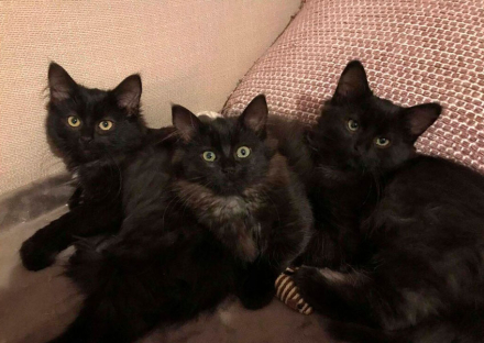 gatos2.jpg