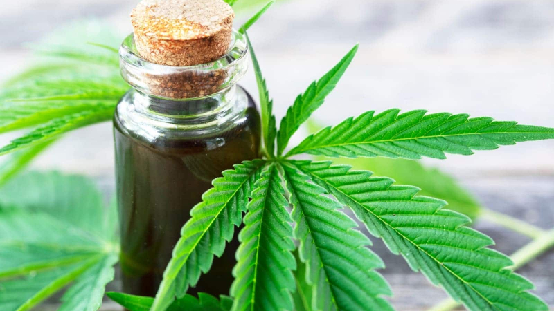 El Gobierno legalizó el autocultivo de Cannabis para uso medicinal y la venta de aceites en farmacias
