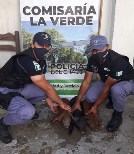 chanchitos.jpg