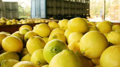 Eliminan las retenciones a las exportaciones de productos regionales