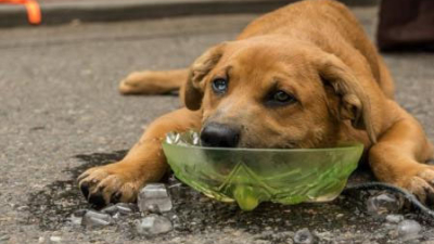 Sol y pavimento: cómo cuidar a las mascotas en el verano chaqueño