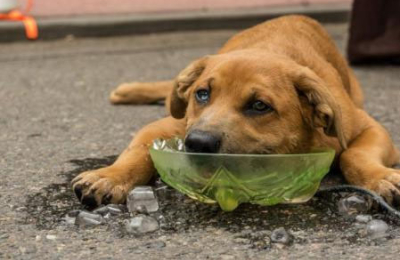Sol y pavimento: cómo cuidar a las mascotas en el verano chaqueño
