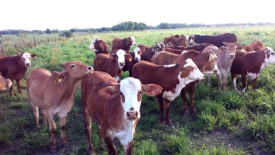 Carne vacuna: los argentinos deberán comer cada vez menos