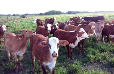 Carne vacuna: los argentinos deberán comer cada vez menos