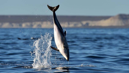 delfines2.jpg