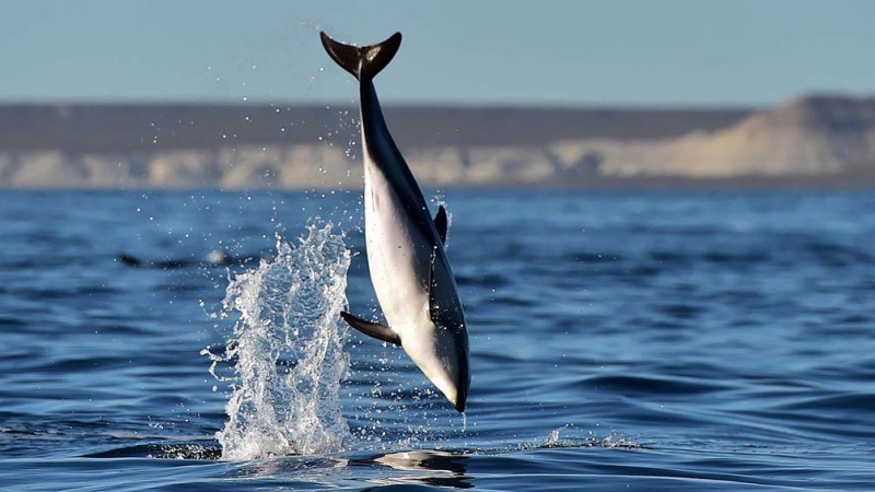 Los delfines fueron los protagonistas del fin de semana en Puerto Madryn