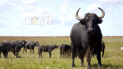 El búfalo ya tiene un plan activado para el Chaco, Corrientes, Entre Ríos y Córdoba