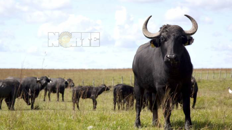 El búfalo ya tiene un plan activado para el Chaco, Corrientes, Entre Ríos y Córdoba