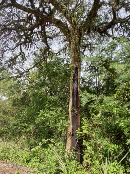 arbol.jpeg