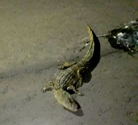 caiman3.jpg