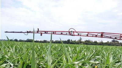 Panorama actual del cultivo en el Chaco