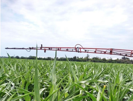 sorgo2.jpg copy