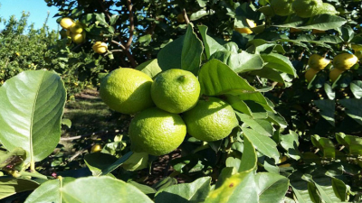 Habrá aportes no reintegrables para productores y fabricantes de alimentos y bebidas