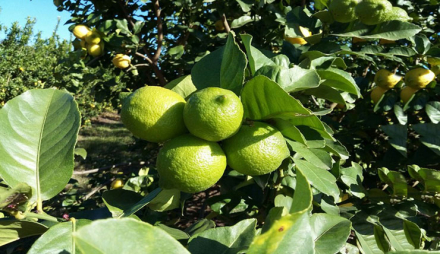 limones-para-jugo.jpg