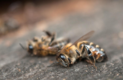 Fumigaciones provocan mortandad de abejas