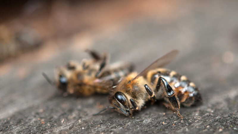 Fumigaciones provocan mortandad de abejas