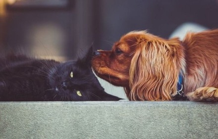 perros-y-gatos.jpg