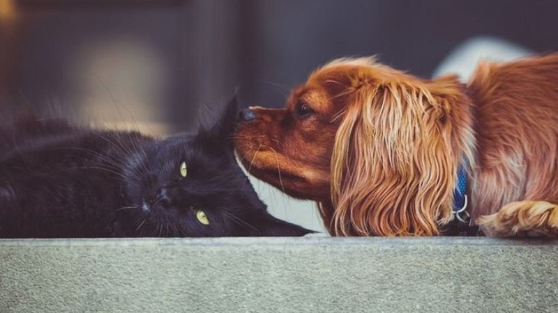 Rusia registró la primera vacuna para animales