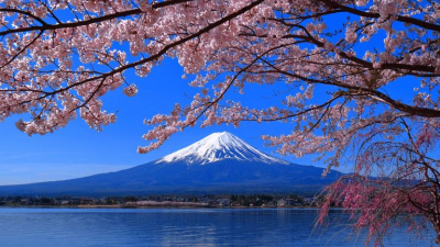 Sorpresa en Japón por la temprana floración de los cerezos