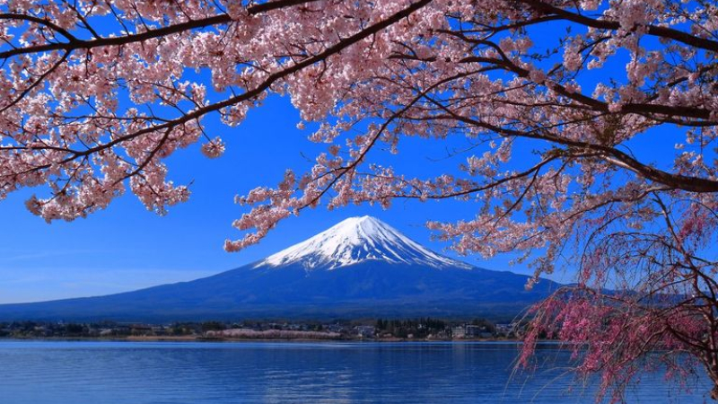 Sorpresa en Japón por la temprana floración de los cerezos