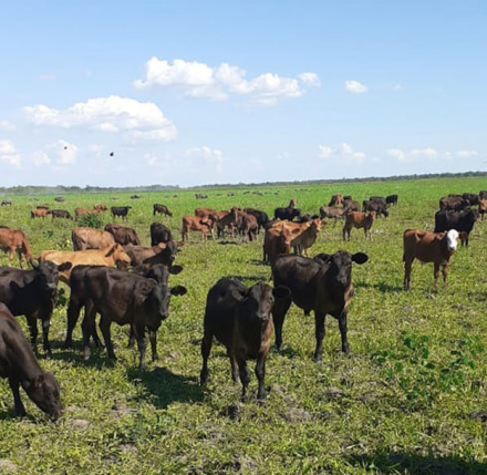 vacas-pasto.jpg