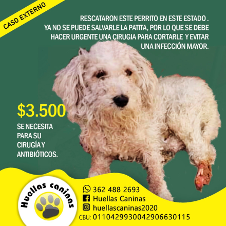 perrito ayuda 2.jfif