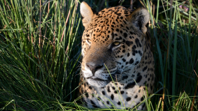 Murió el primer yaguareté macho que se integró al Proyecto de Reintroducción en el Iberá