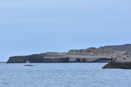 ballenas.jpg