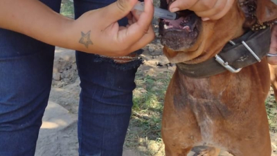 Mes del Animal: sumate a las dos campañas que mantiene activas Huellas Caninas