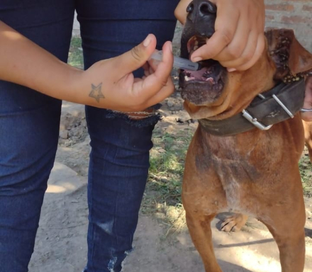 perros.jpg