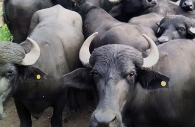 El búfalo, una opción productiva para tierras marginales