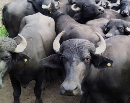 bufalo.jpg