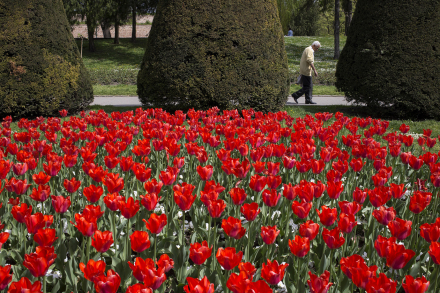 tulipanes2.jpg