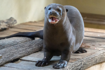 nutria2.jpg
