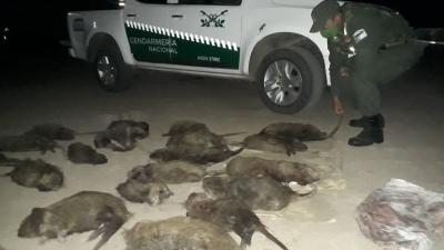 Cazador furtivo mató a 25 nutrias en Villa Ángela