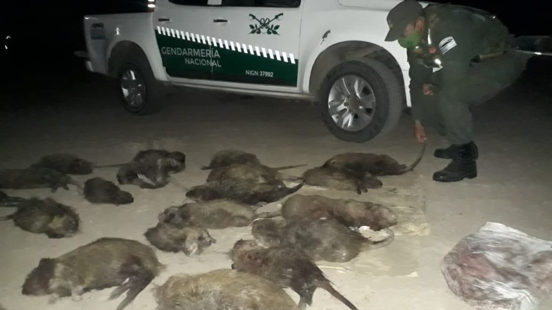 Cazador furtivo mató a 25 nutrias en Villa Ángela
