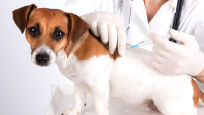 Rusia ya comenzó a vacunar a animales contra el coronavirus